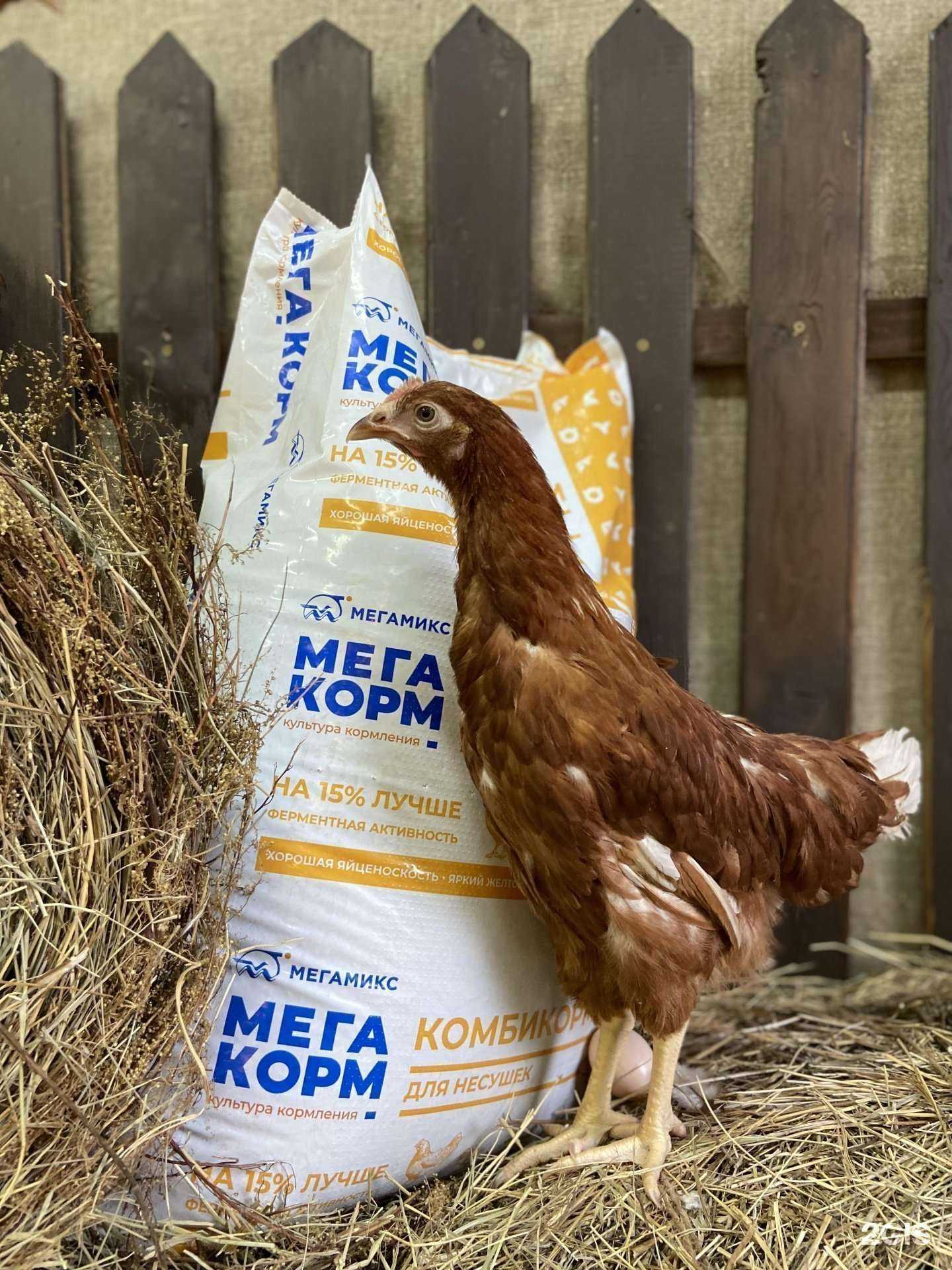 Отзывы на компанию Инкубируем сами в Красноярске c фото