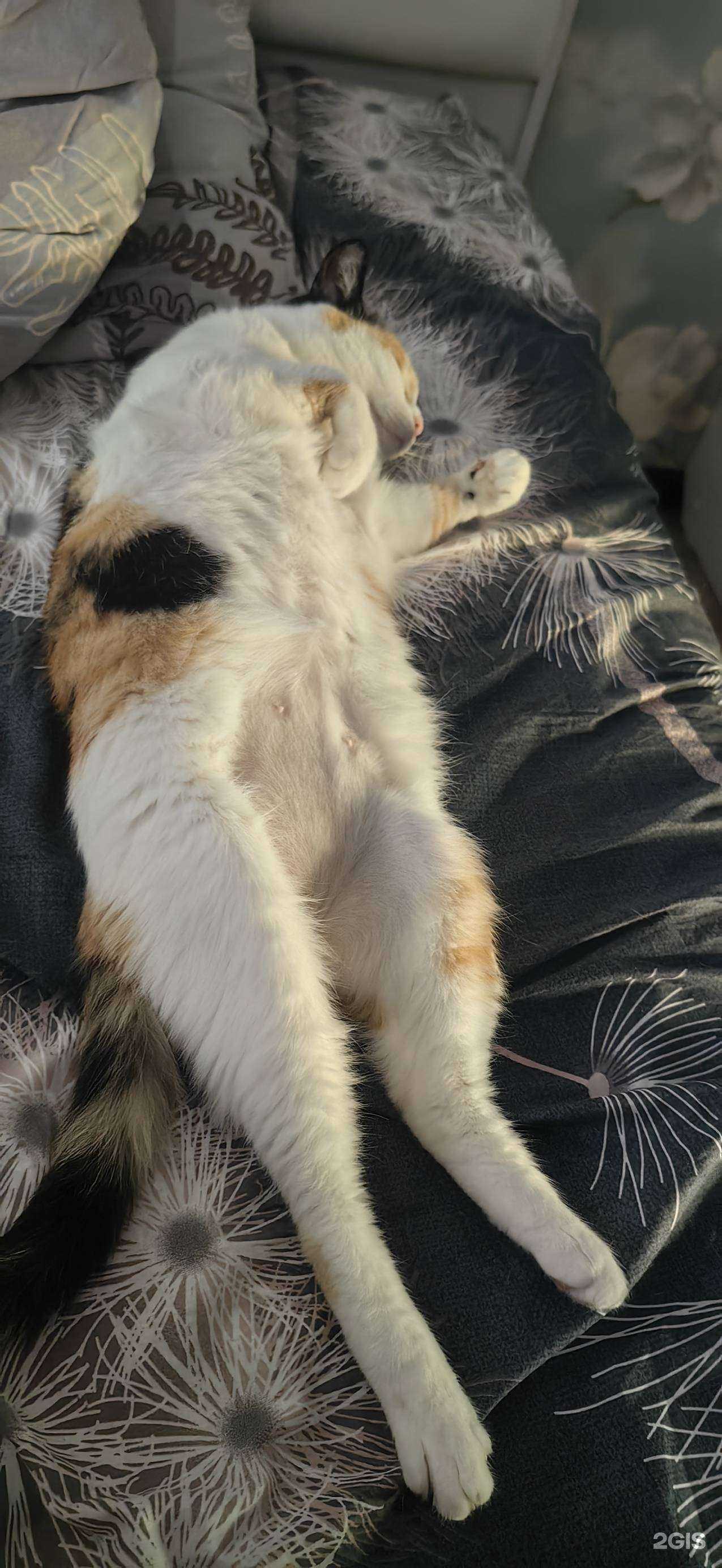 Отзывы на компанию Зверополис в г. Ангарск c фото