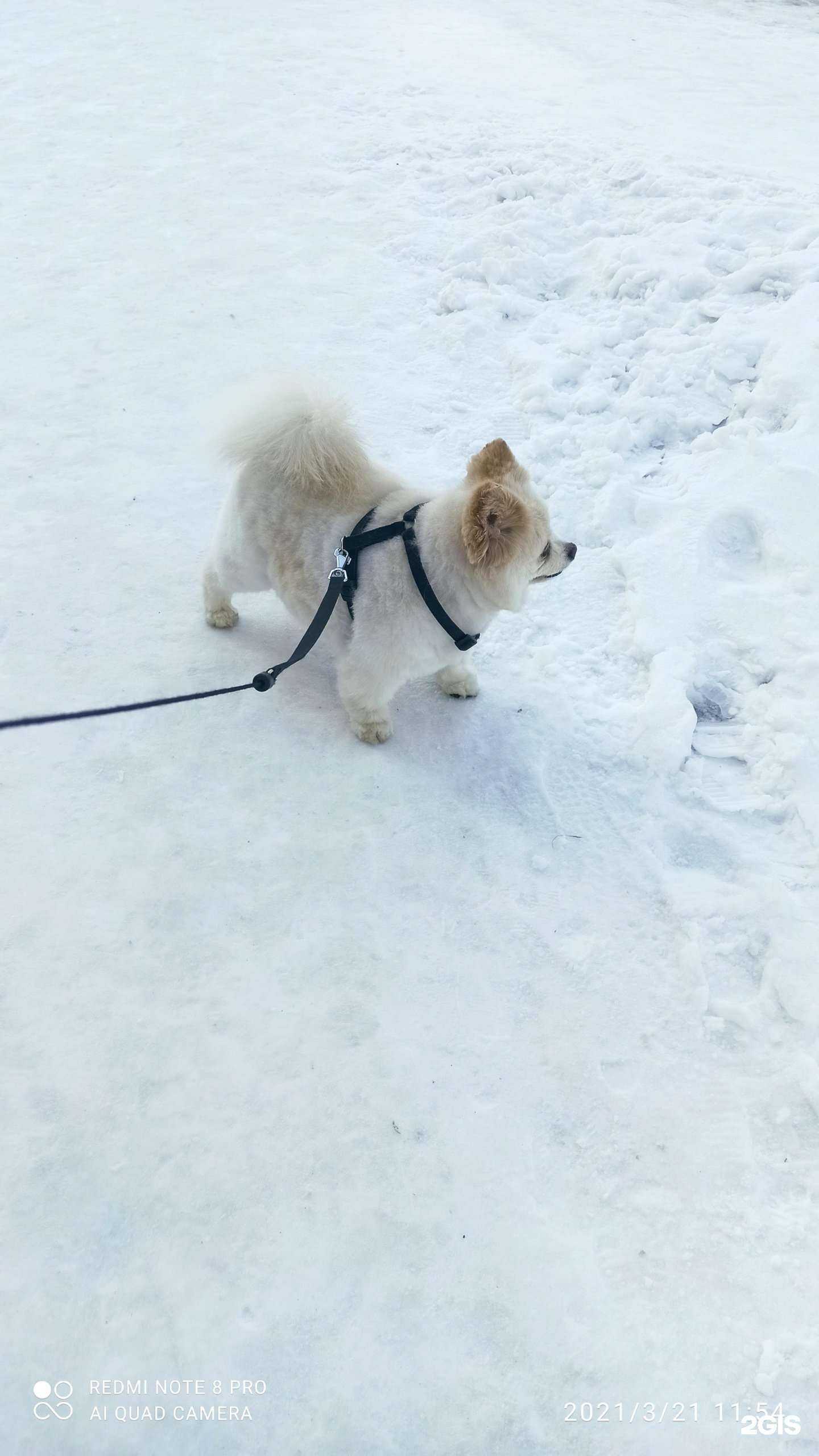 Отзывы на компанию Собачий Вальс в Магнитогорске c фото
