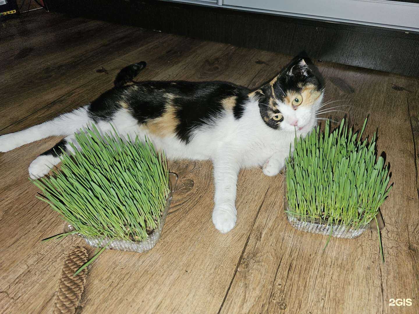 Отзывы на компанию На развес в Краснодаре c фото