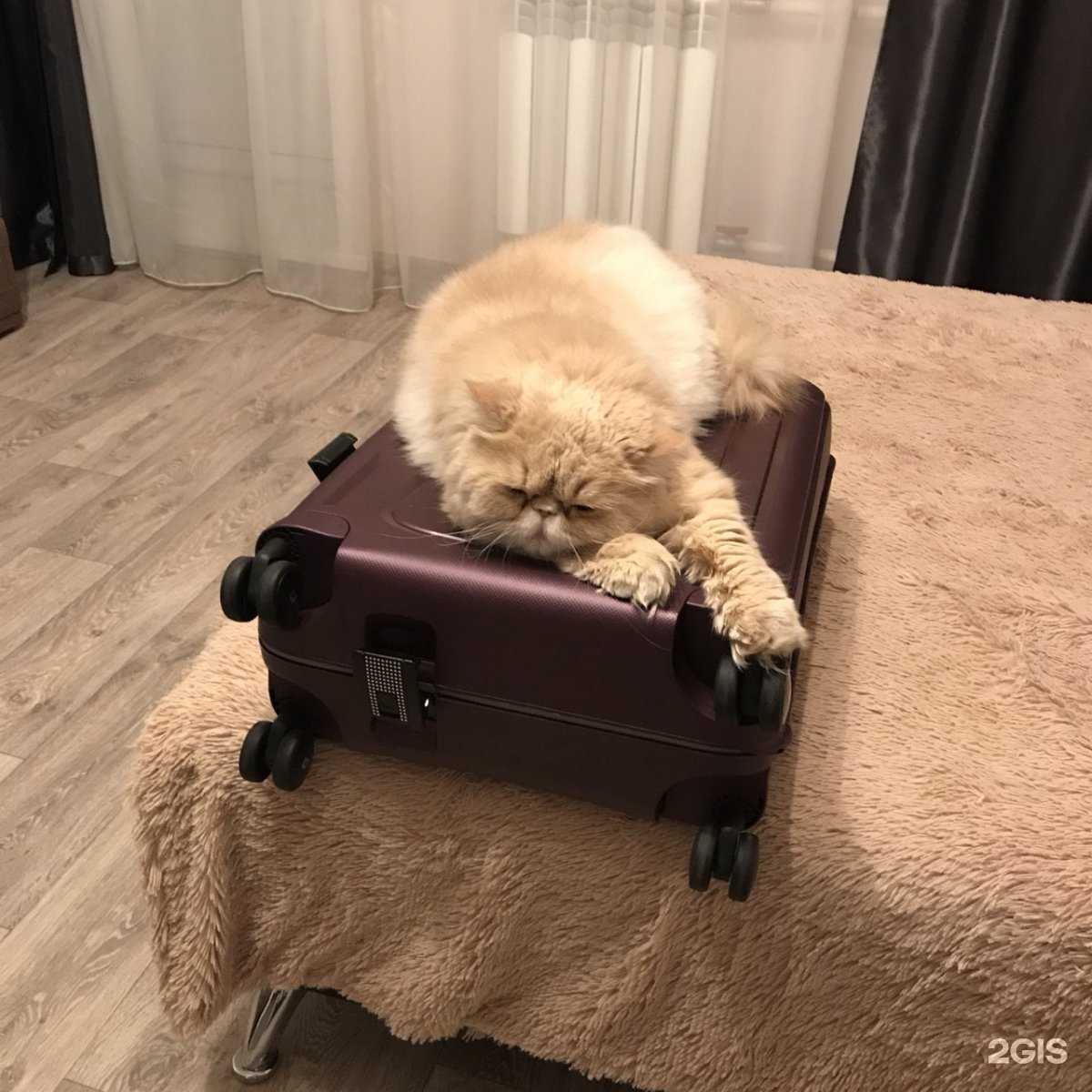 Отзывы на компанию ZooModels в г. Красноярск c фото