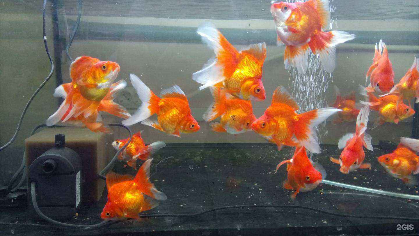 Отзывы на компанию Живой уголок Краснодара в г. Краснодар c фото