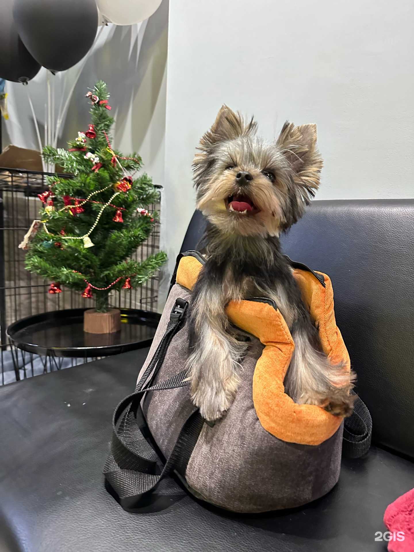 Отзывы на компанию Zooterra в Тюмени c фото