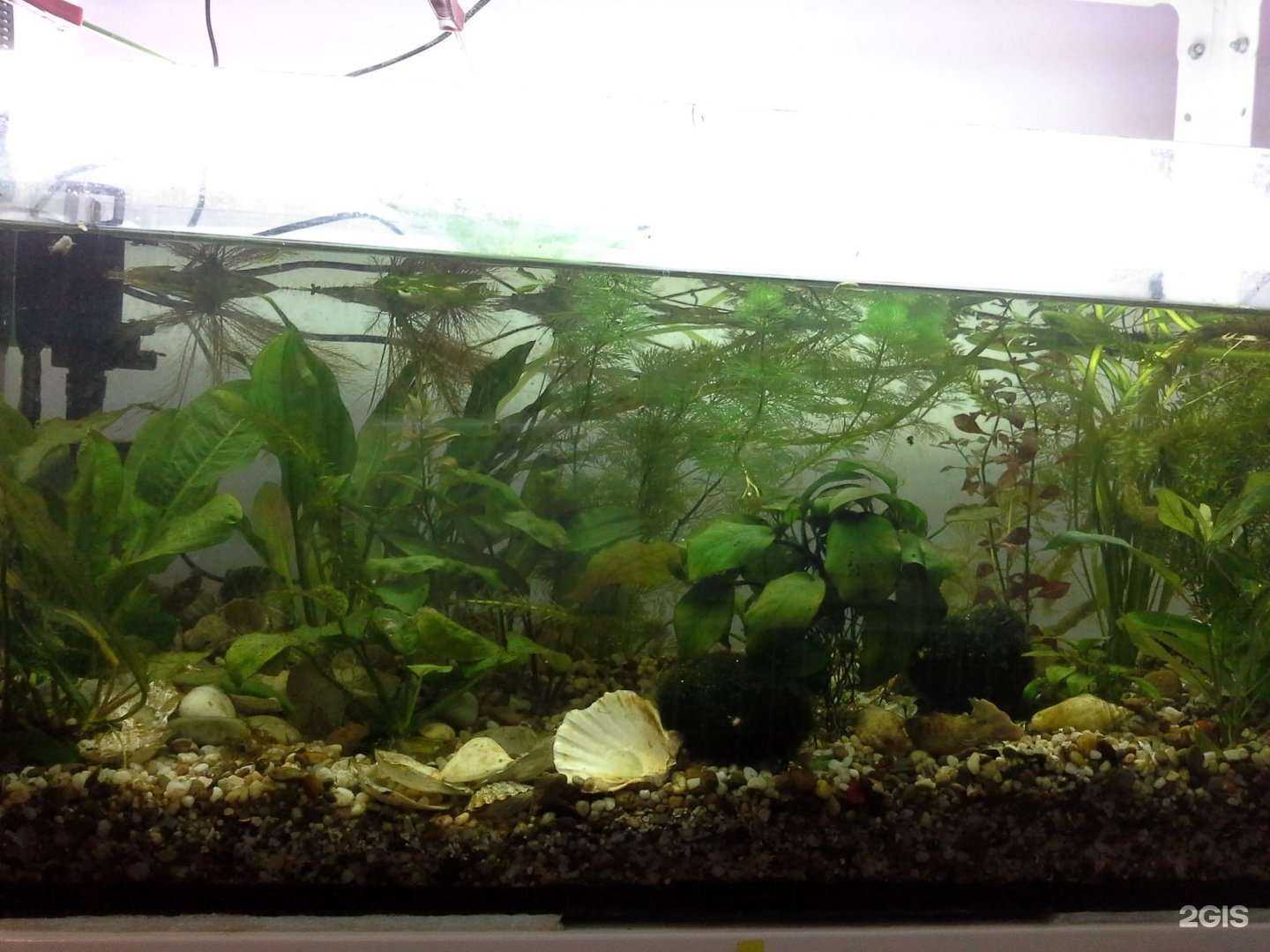 Отзывы на компанию Аквариумы и экзотика в Тюмени c фото
