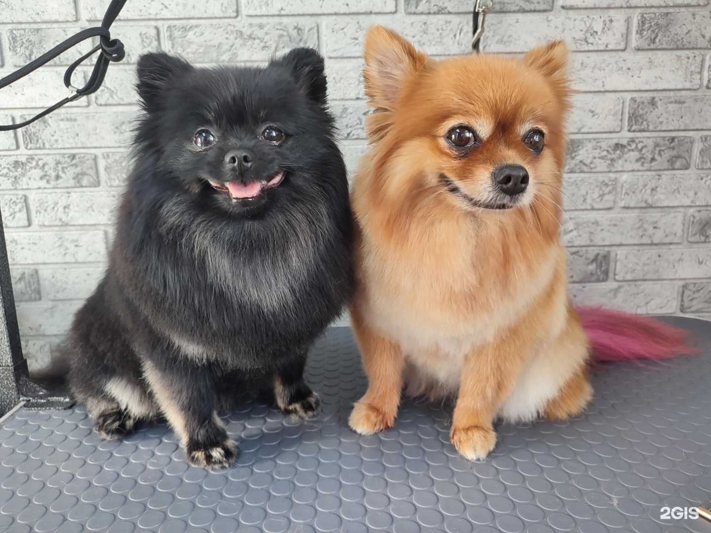 Отзывы на компанию Виляй хвостом в Коммунарке c фото