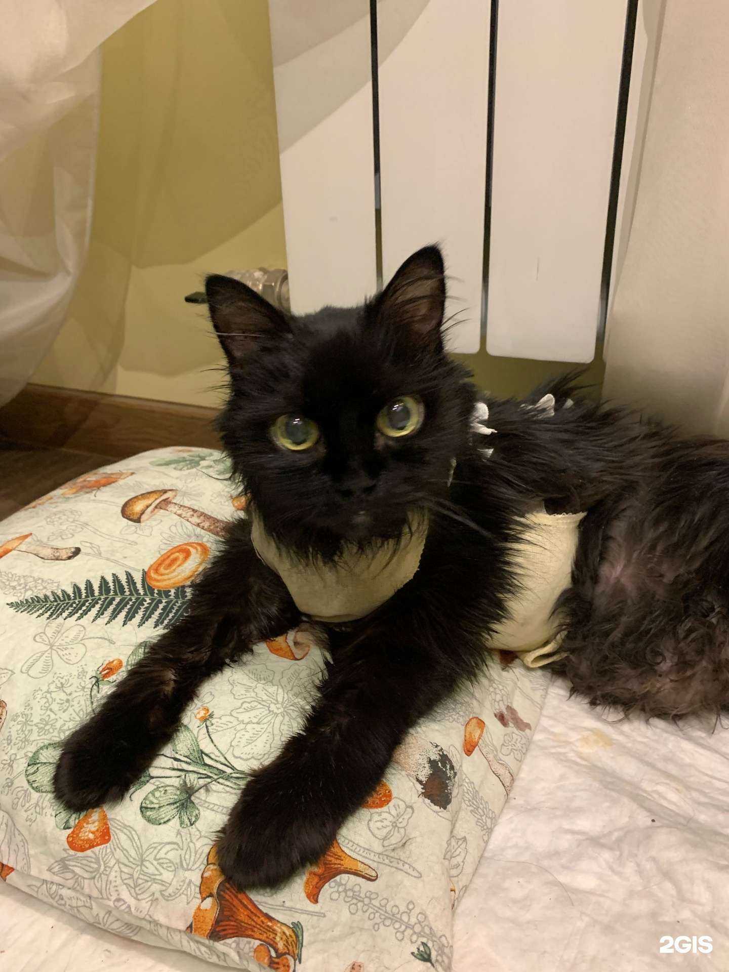 Отзывы на компанию Милый Друг в г. Сургут c фото