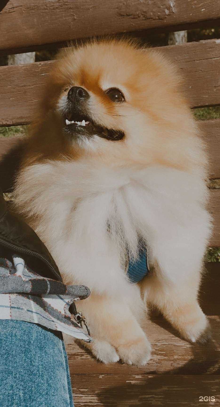 Отзывы на компанию АльфаВет в г. Барнаул c фото