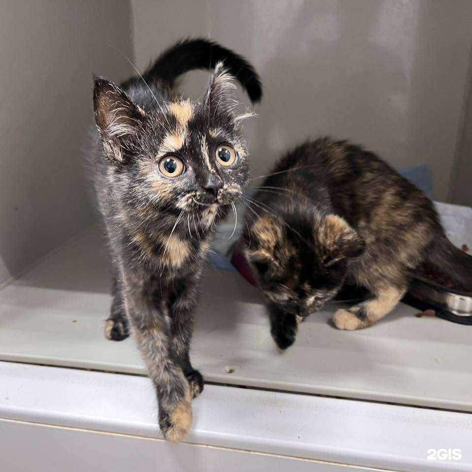 Отзывы на компанию ВетПомощь в г. Красноярск c фото