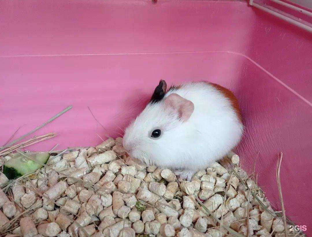 Отзывы на компанию Зоорай в Набережных Челнах c фото