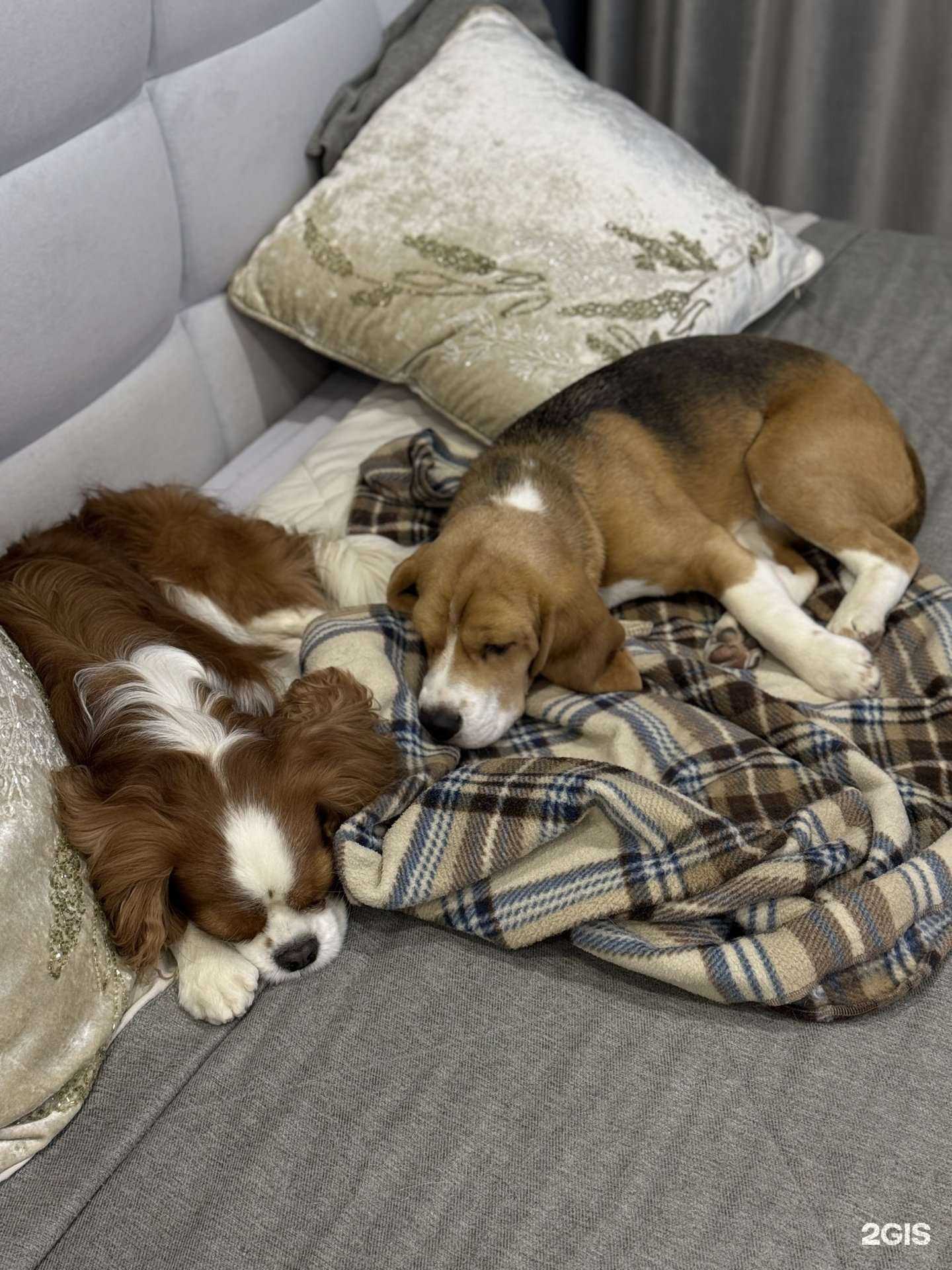 Отзывы на компанию ZooHotel Alesya Klochko в г. Тюмень c фото