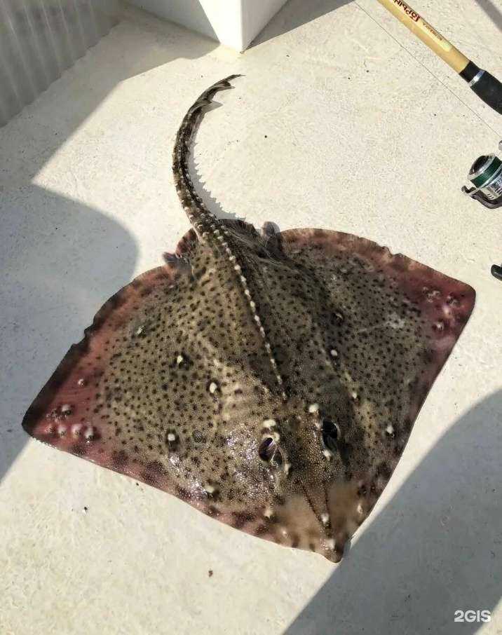 Отзывы на компанию Школа дайвинга в Анапе c фото