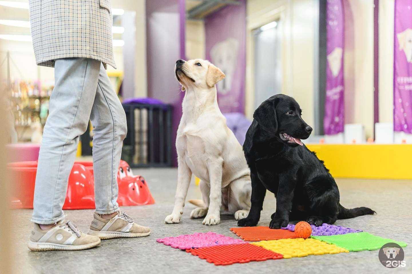 Отзывы на компанию Ретривер-клуб в г. Ижевск c фото