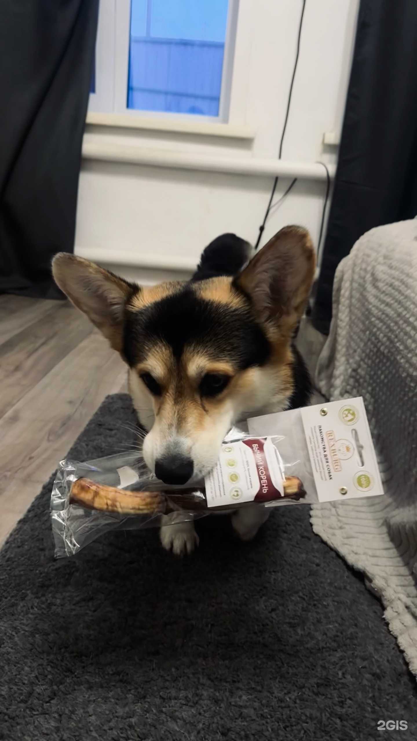 Отзывы на компанию Хвостатая лавка  в Новосибирске c фото