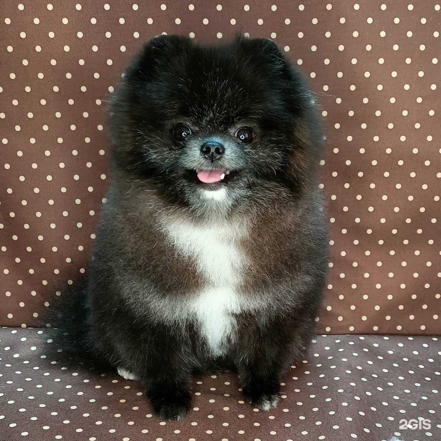 Отзывы на компанию Амстердам в г. Омск c фото