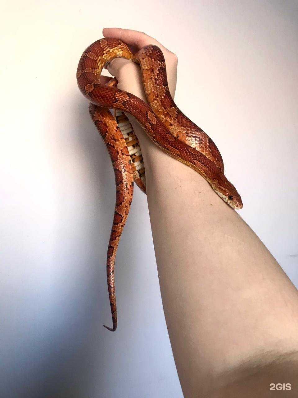 Отзывы на компанию Reptilika в Кемерове c фото