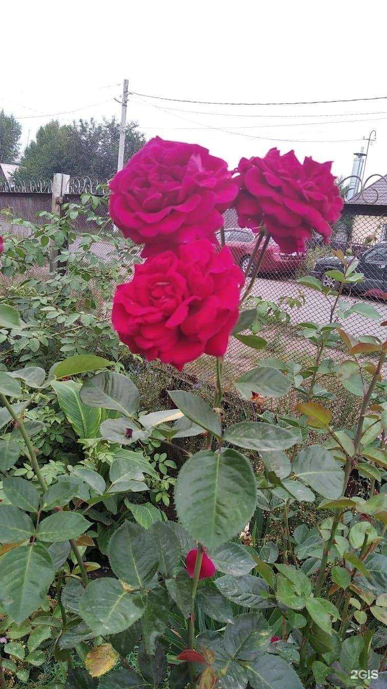 Отзывы на компанию Виктория в г. Магнитогорск c фото