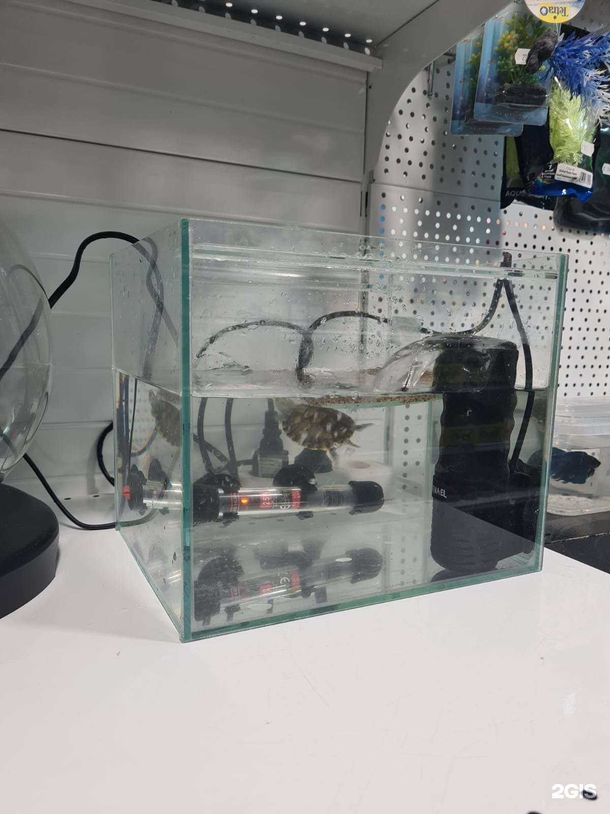 Отзывы на компанию Мадагаскар в Новосибирске c фото