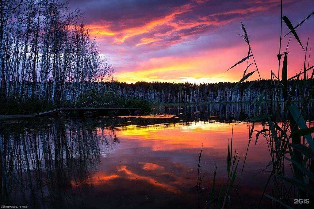 Отзывы на компанию Пульс live в Омске c фото