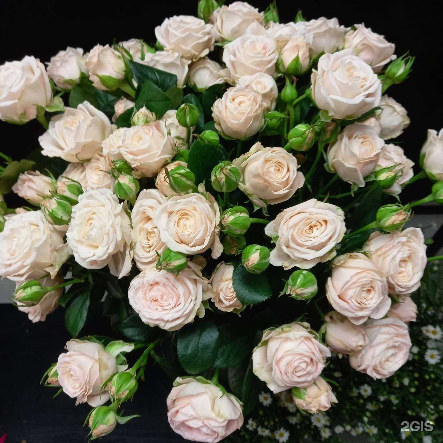 Отзывы на компанию Шанти в Новороссийске c фото