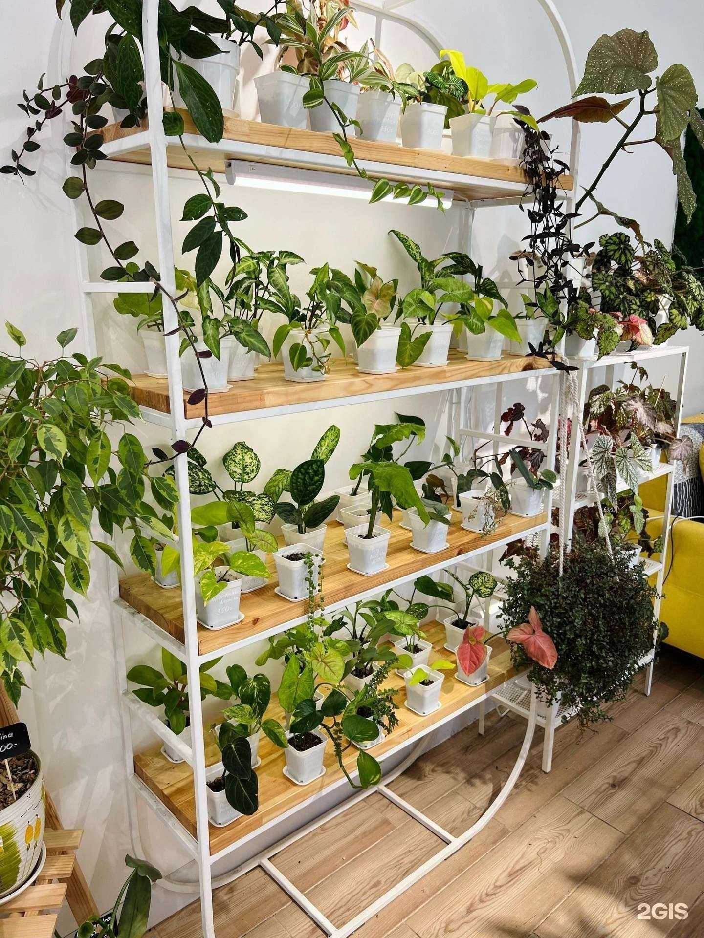 Отзывы на компанию Plant Shop в Твери c фото