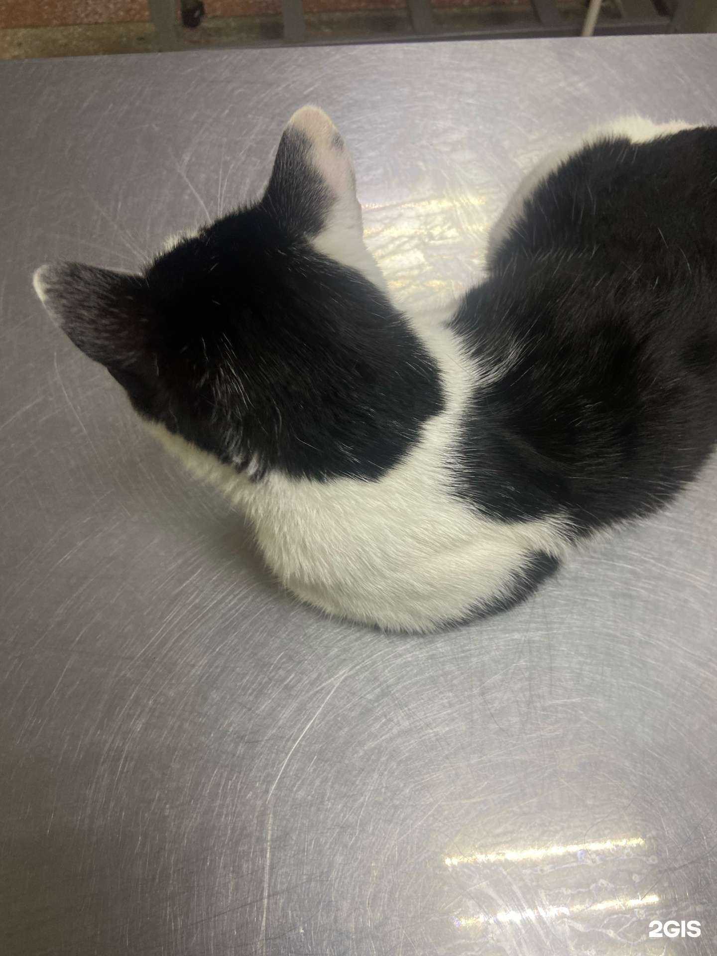 Отзывы на компанию КорВет в Белгороде c фото