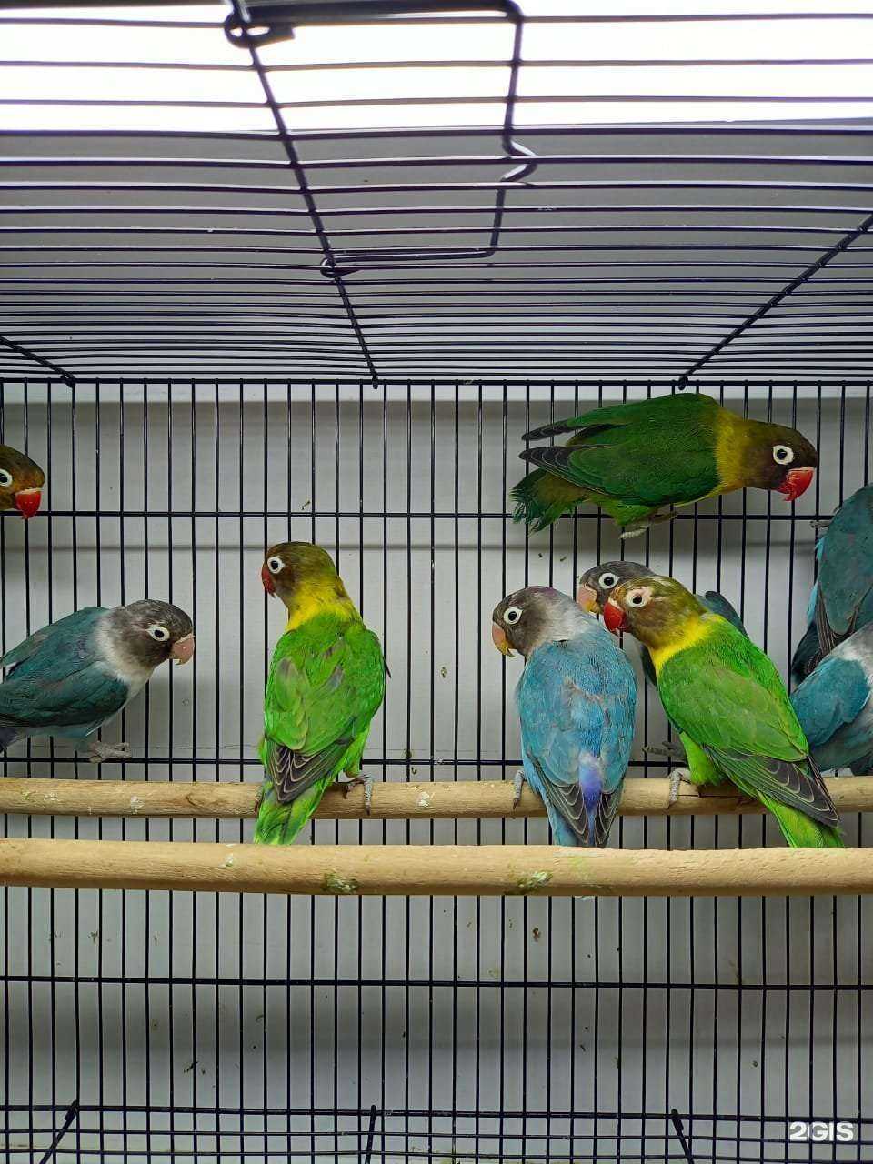 Отзывы на компанию Zoo Mix в Махачкале c фото