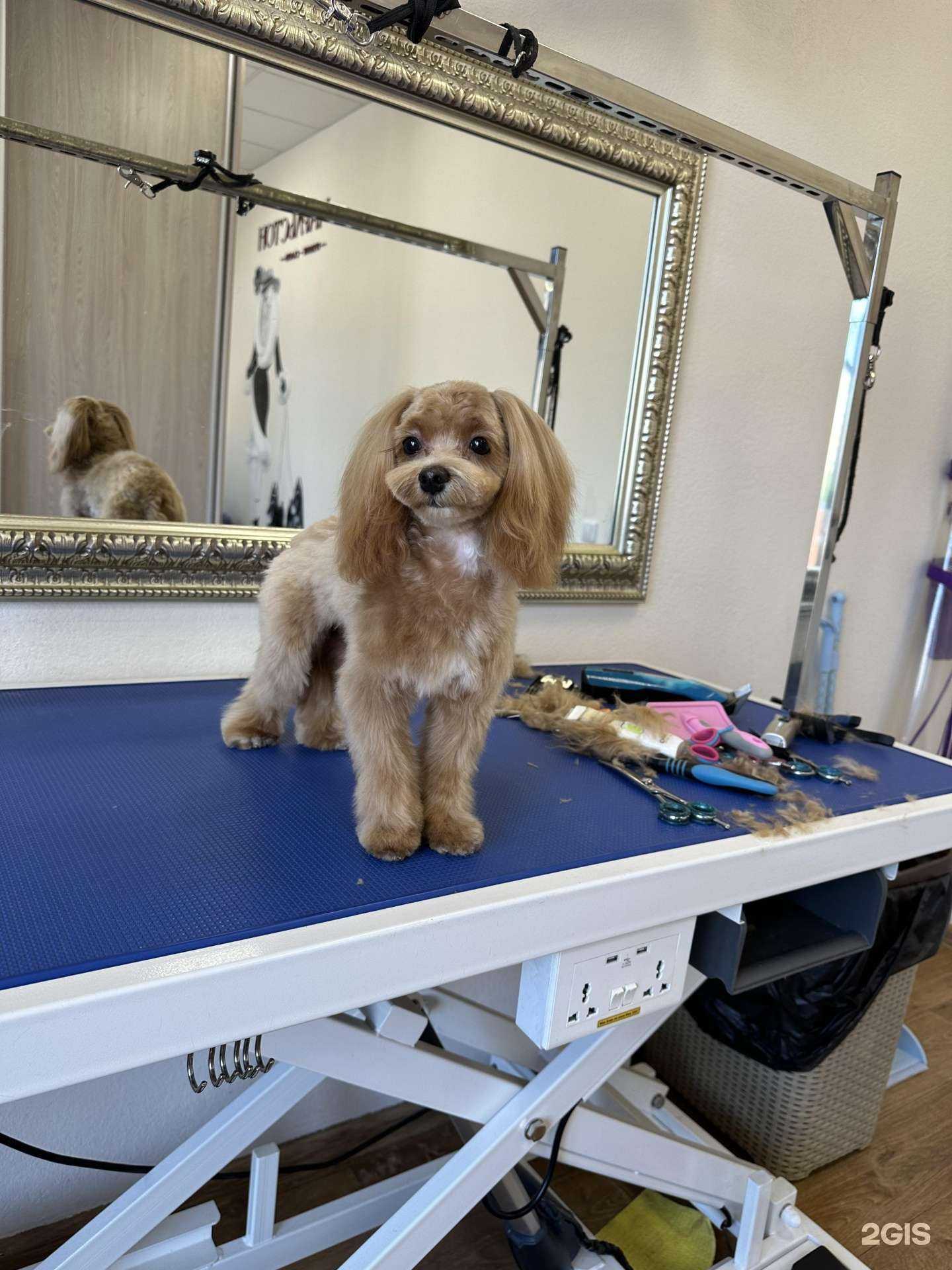 Отзывы на компанию Чарльстон в г. Красноярск c фото