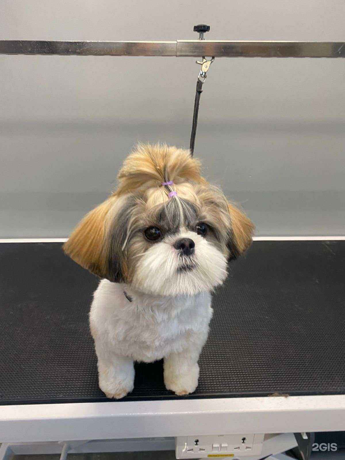 Отзывы на компанию Groom it в Новосибирске c фото