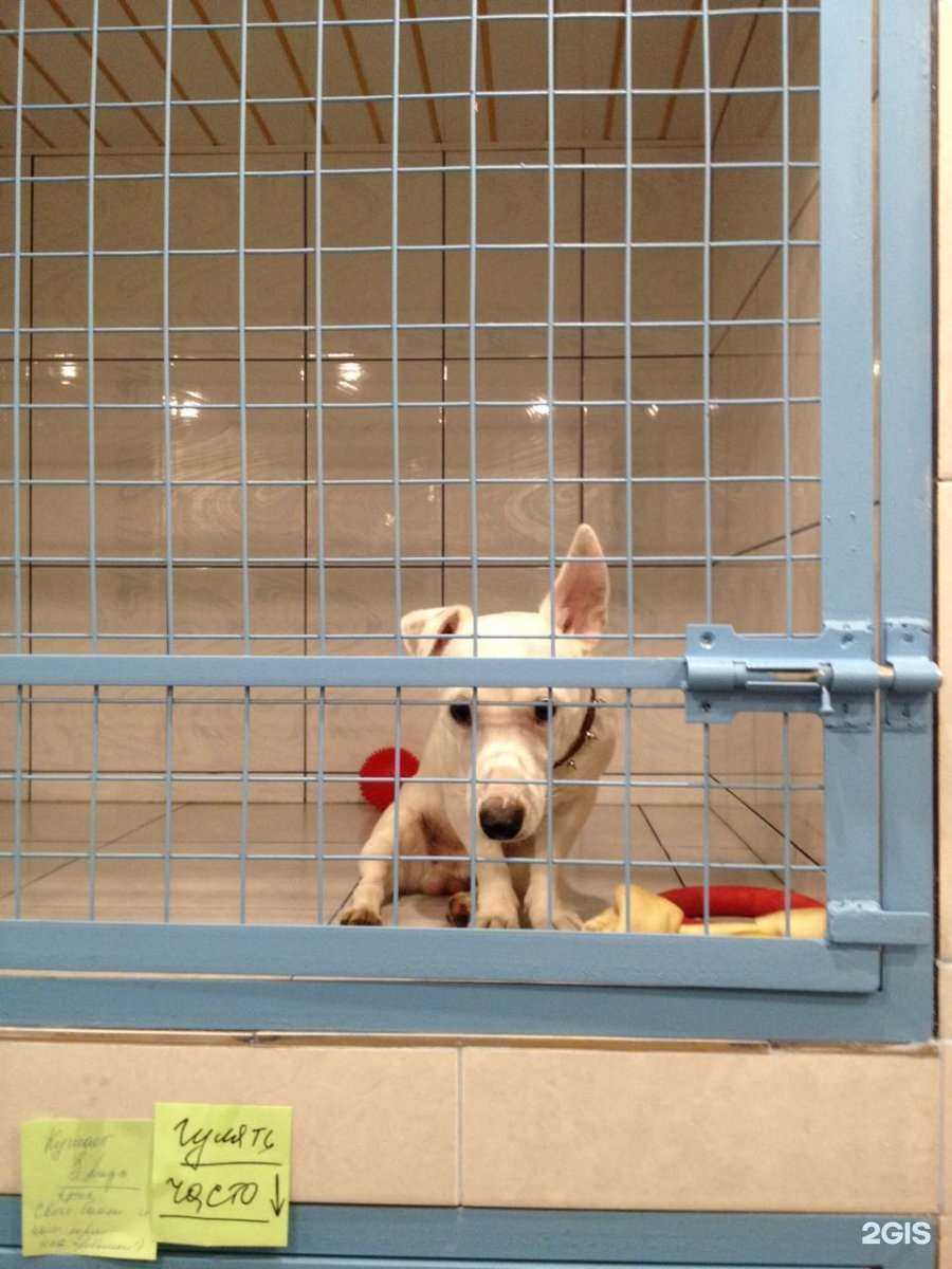 Отзывы на компанию Золотое Руно в Люберцах c фото