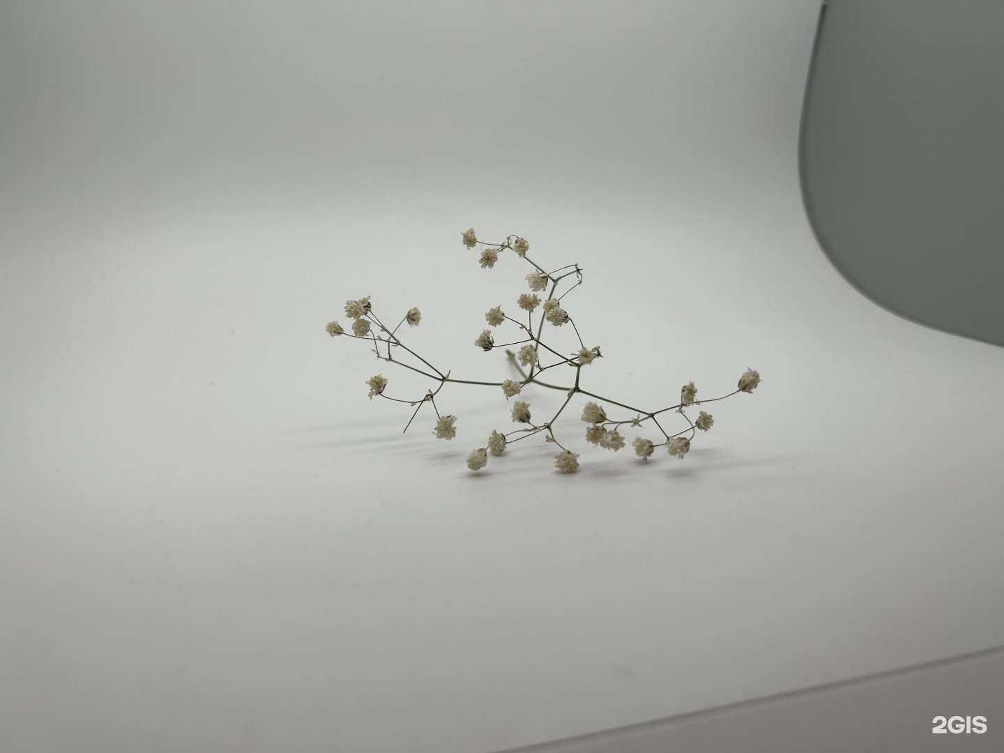 Отзывы на компанию Bloom в Воронеже c фото