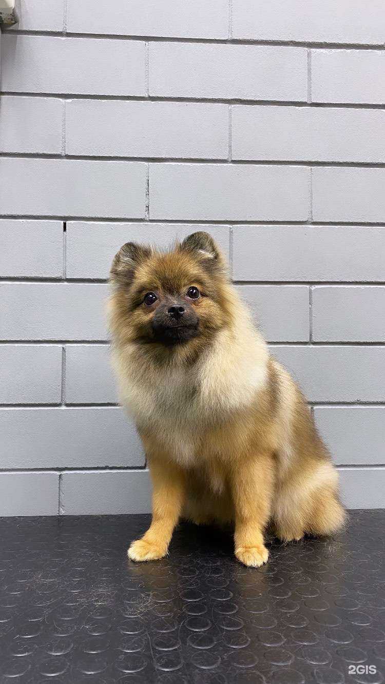 Отзывы на компанию ЧистоПес в Краснодаре c фото