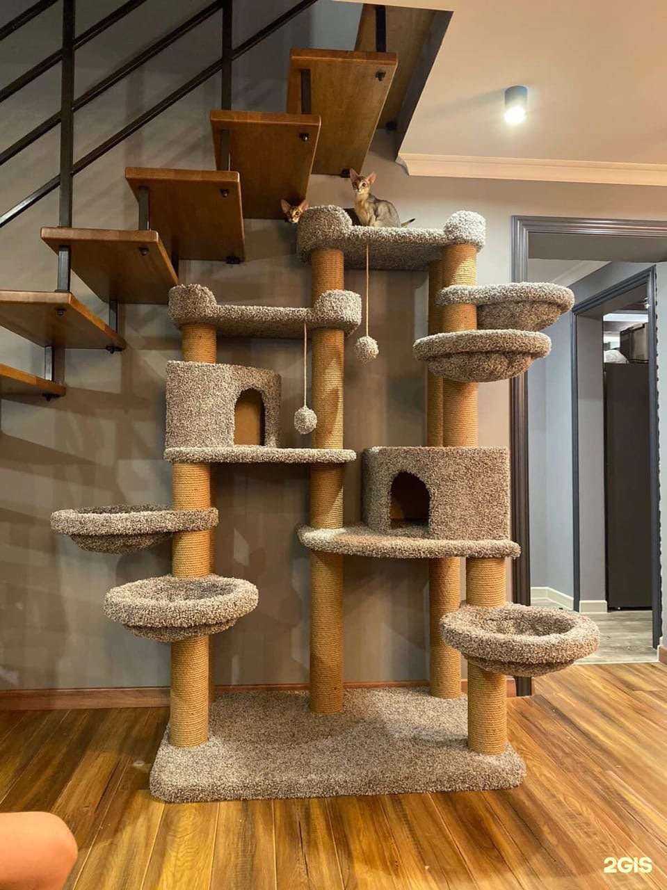 Отзывы на компанию Лапа моя в Красноярске c фото