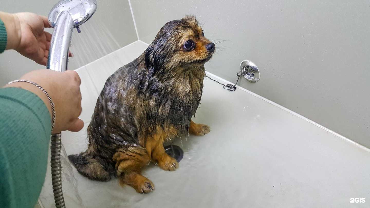 Отзывы на компанию Дружок в Сергиеве Посаде c фото