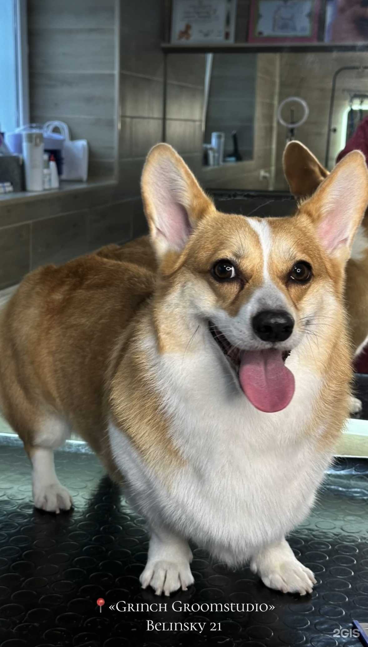 Отзывы на компанию Grinch  в Калининграде c фото