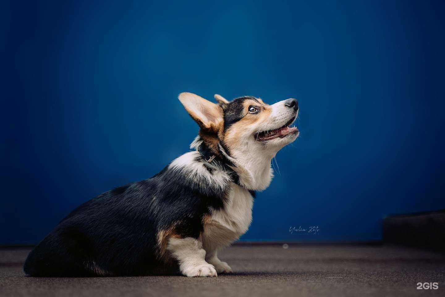 Отзывы на компанию Dog sapiens в Красноярске c фото