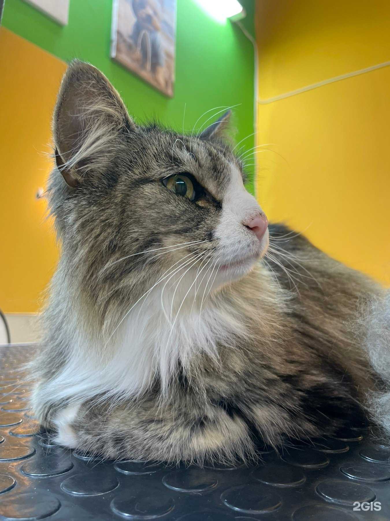 Отзывы на компанию Groomi в г. Пермь c фото