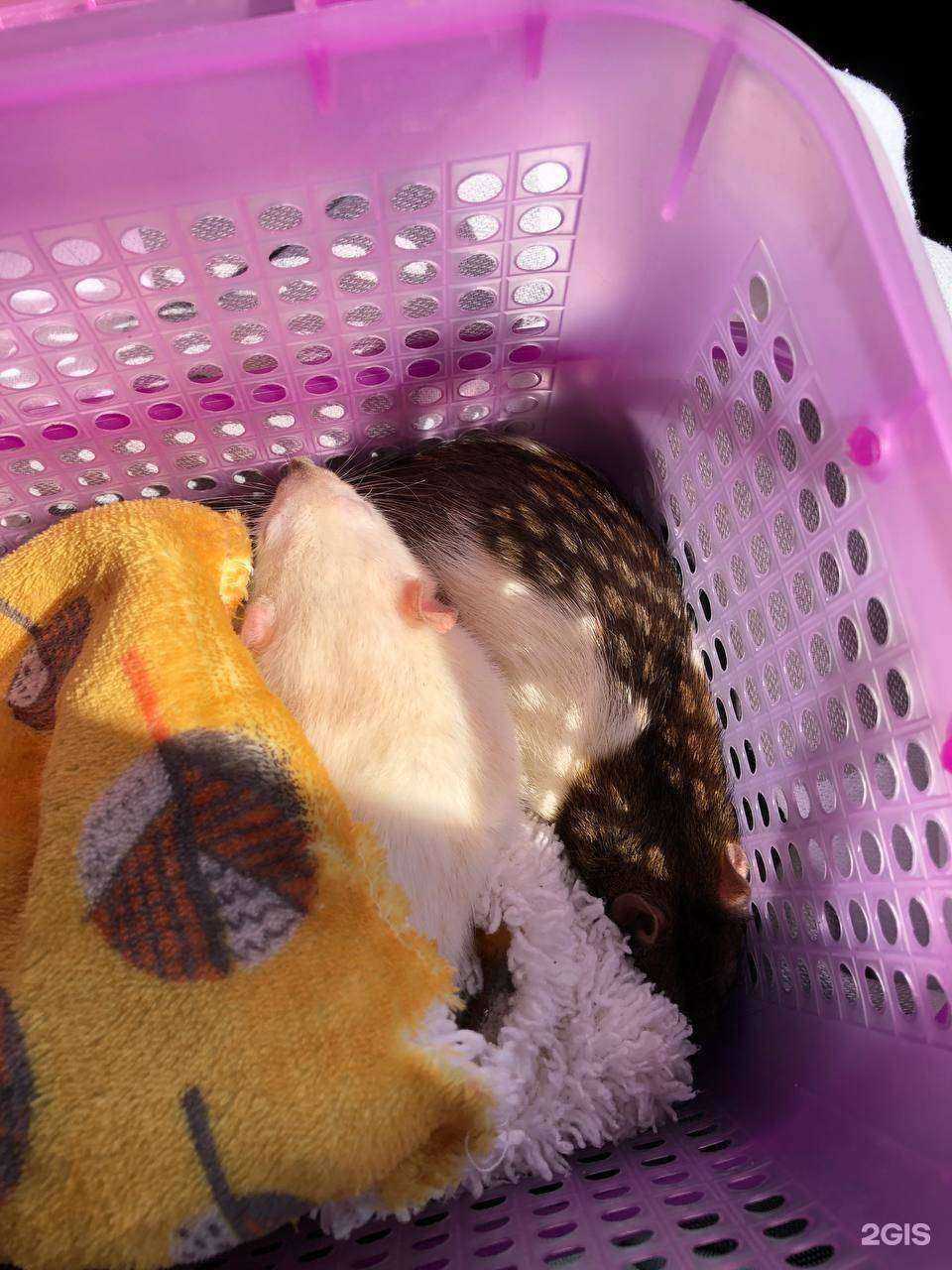 Отзывы на компанию Zooлекарь в Тейкове c фото