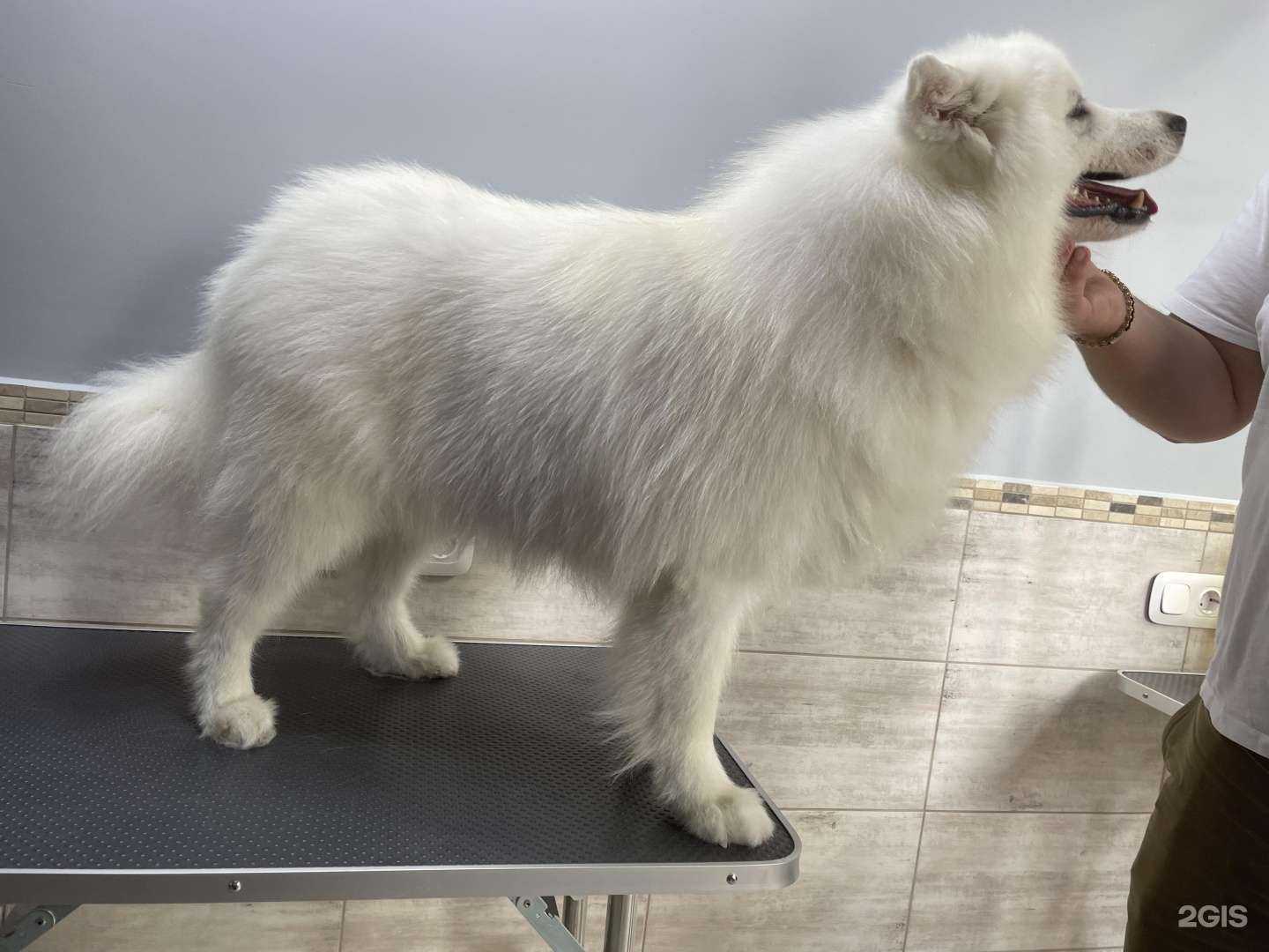 Отзывы на компанию Собачий Угодник в г. Краснодар c фото