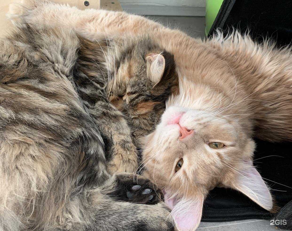 Отзывы на компанию В мире животных в Нижневартовске c фото