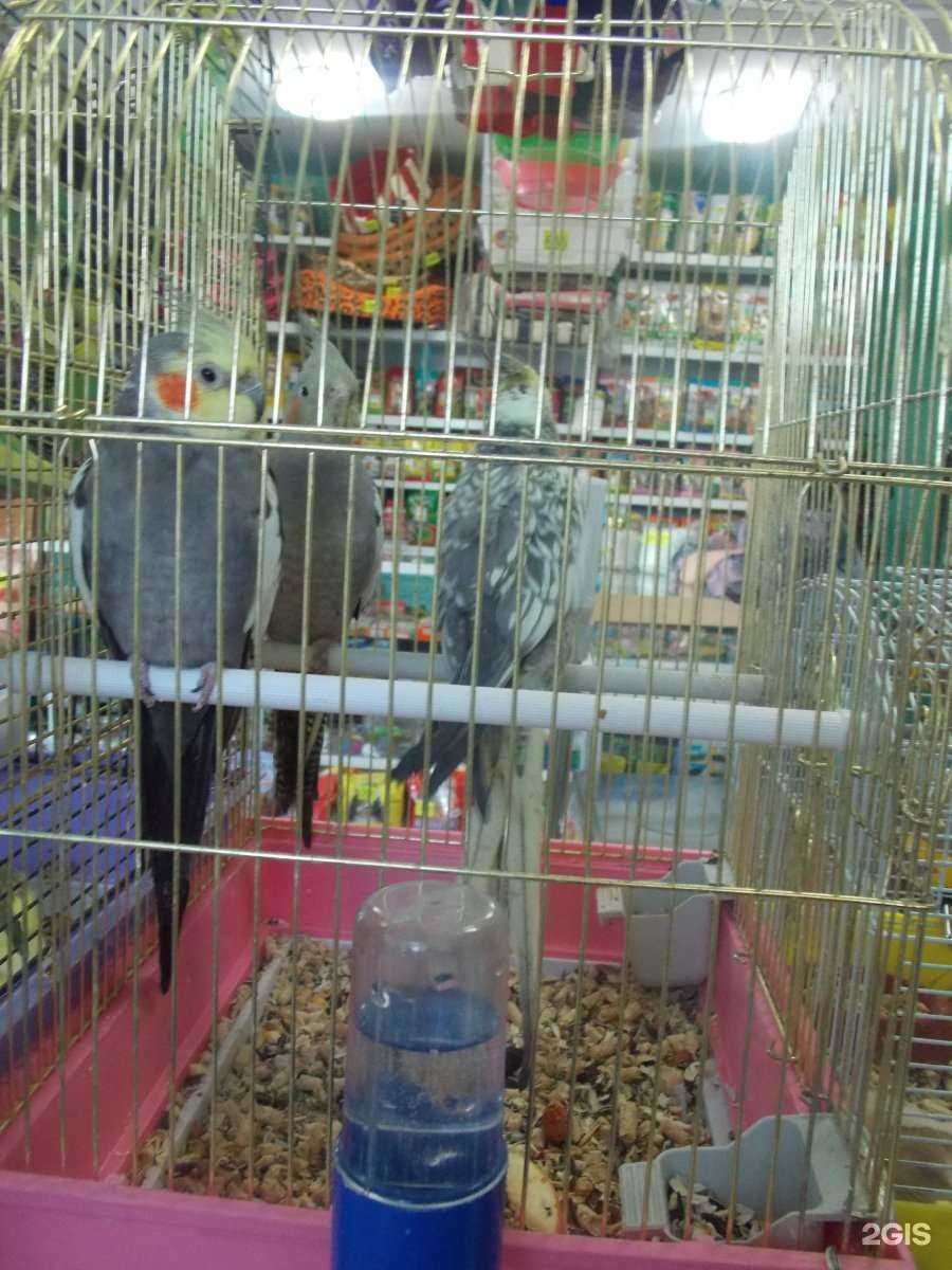 Отзывы на компанию Лапушка в Чите c фото