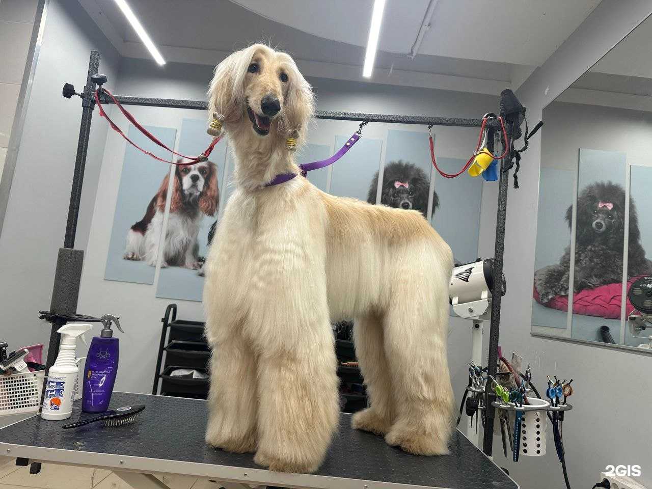 Отзывы на компанию Четыре лапы в г. Кострома c фото