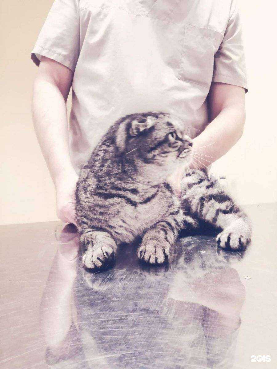 Отзывы на компанию Ветеринарная клиника в Владимире c фото