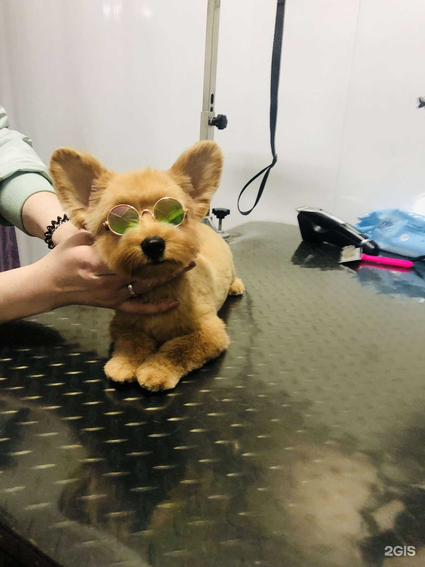 Отзывы на компанию Pet-стрижка в Нижневартовске c фото