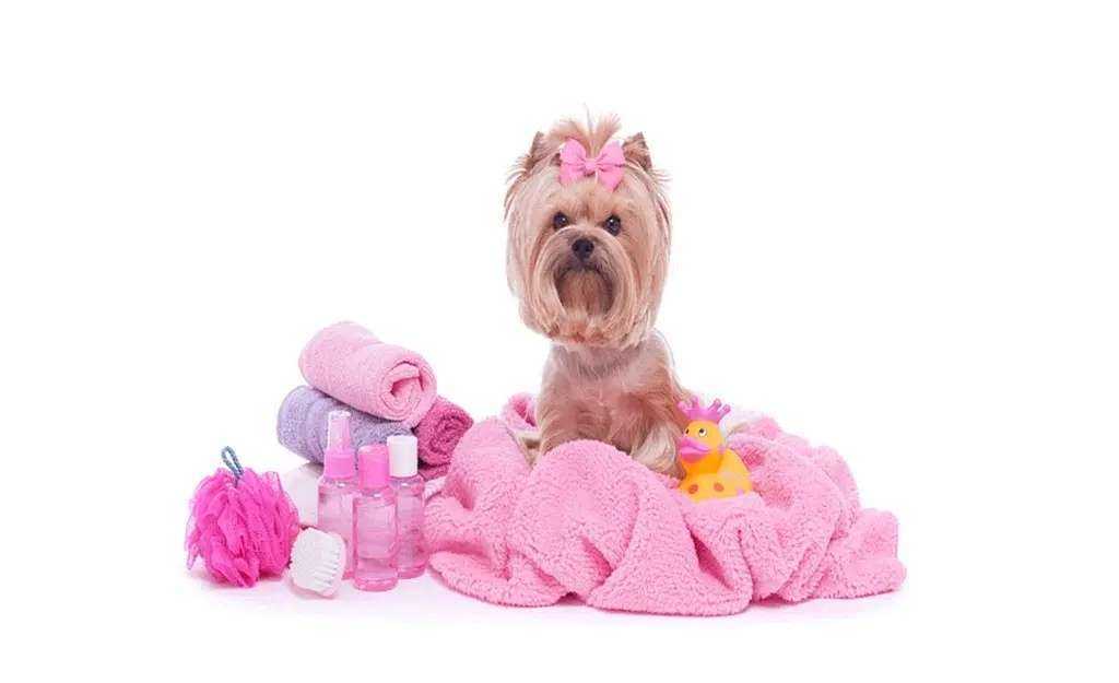 Отзывы на компанию Счастливый зверь в Иркутске c фото