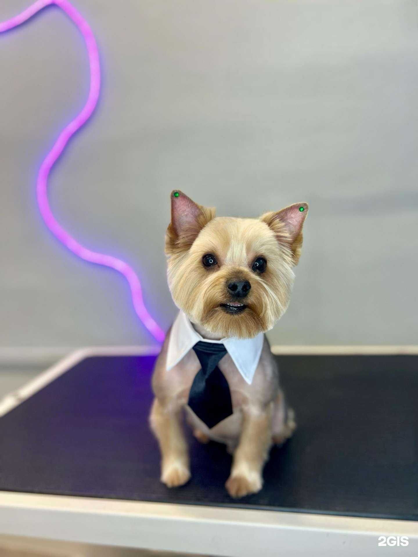 Отзывы на компанию The Pets в г. Хабаровск c фото