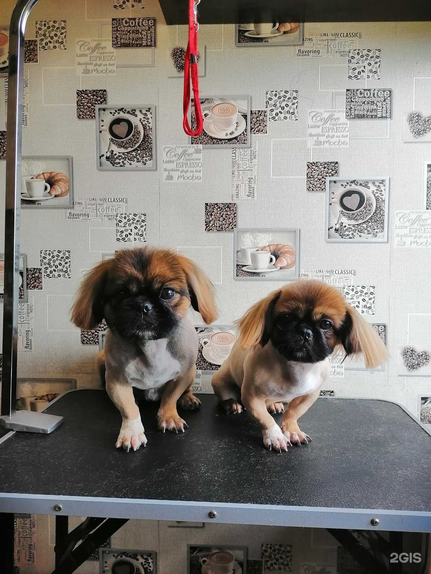 Отзывы на компанию Котопес в г. Искитим c фото