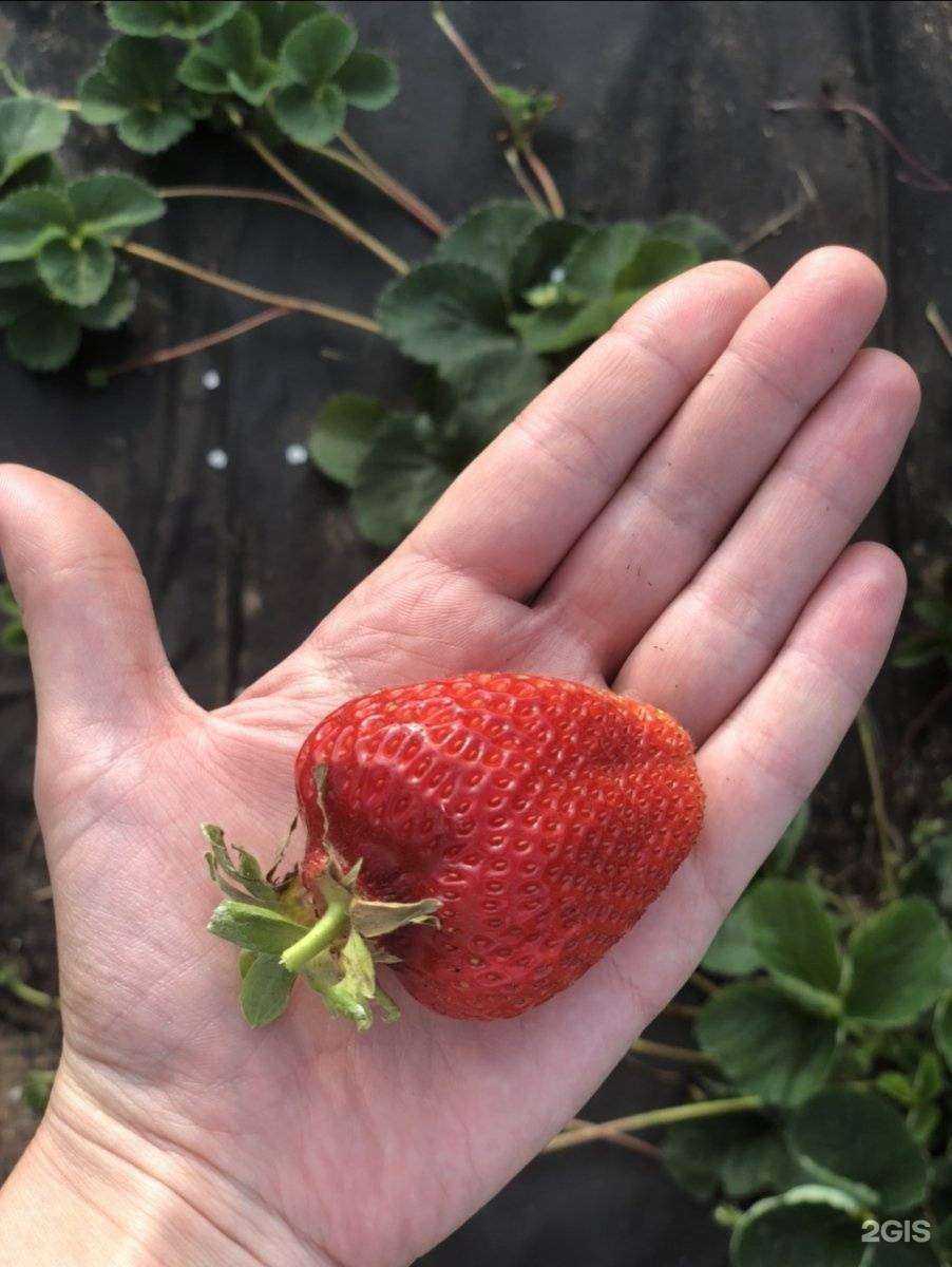 Отзывы на компанию Садовый центр в Чите c фото