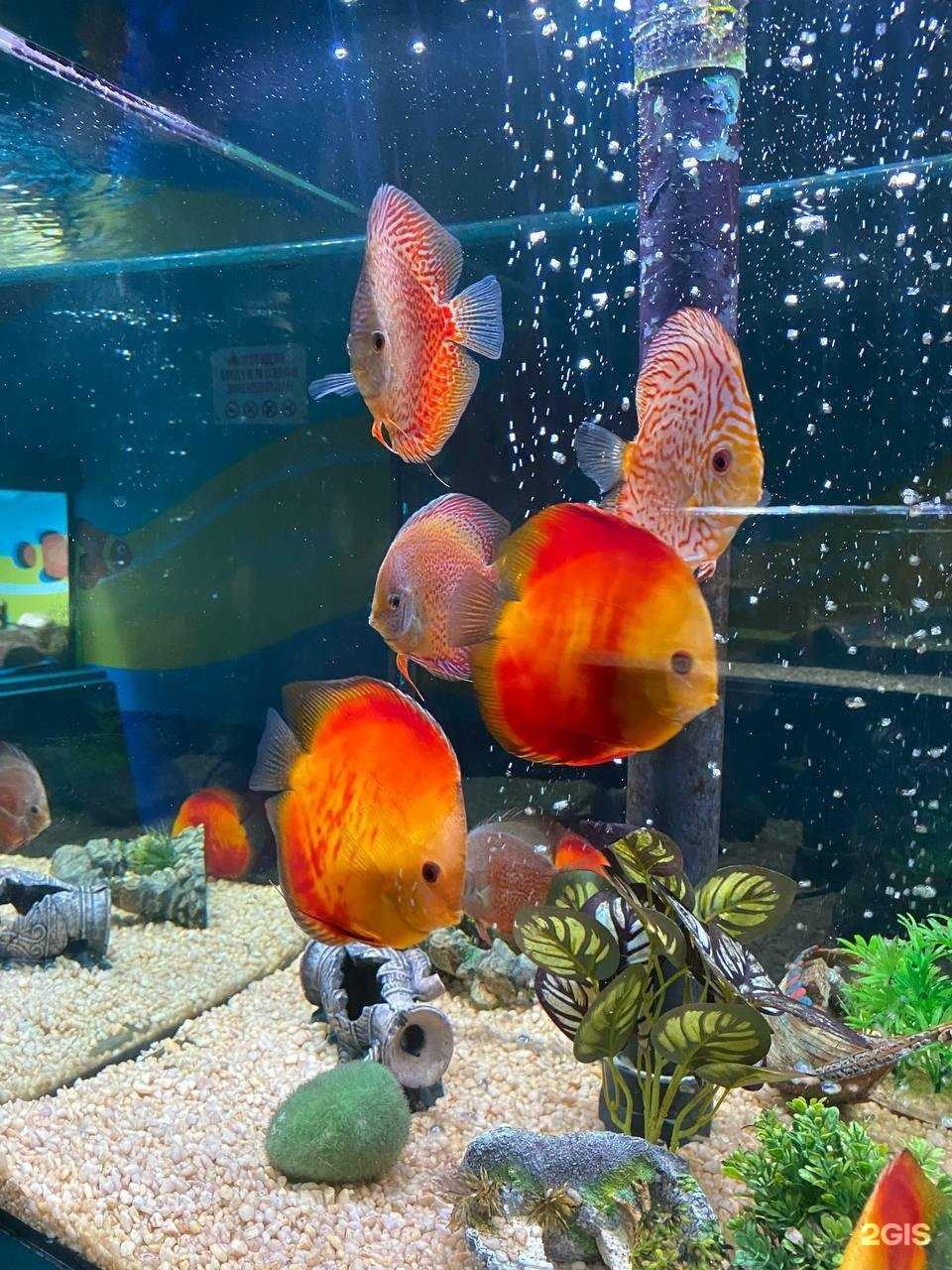 Отзывы на компанию Черная жемчужина в Анапе c фото