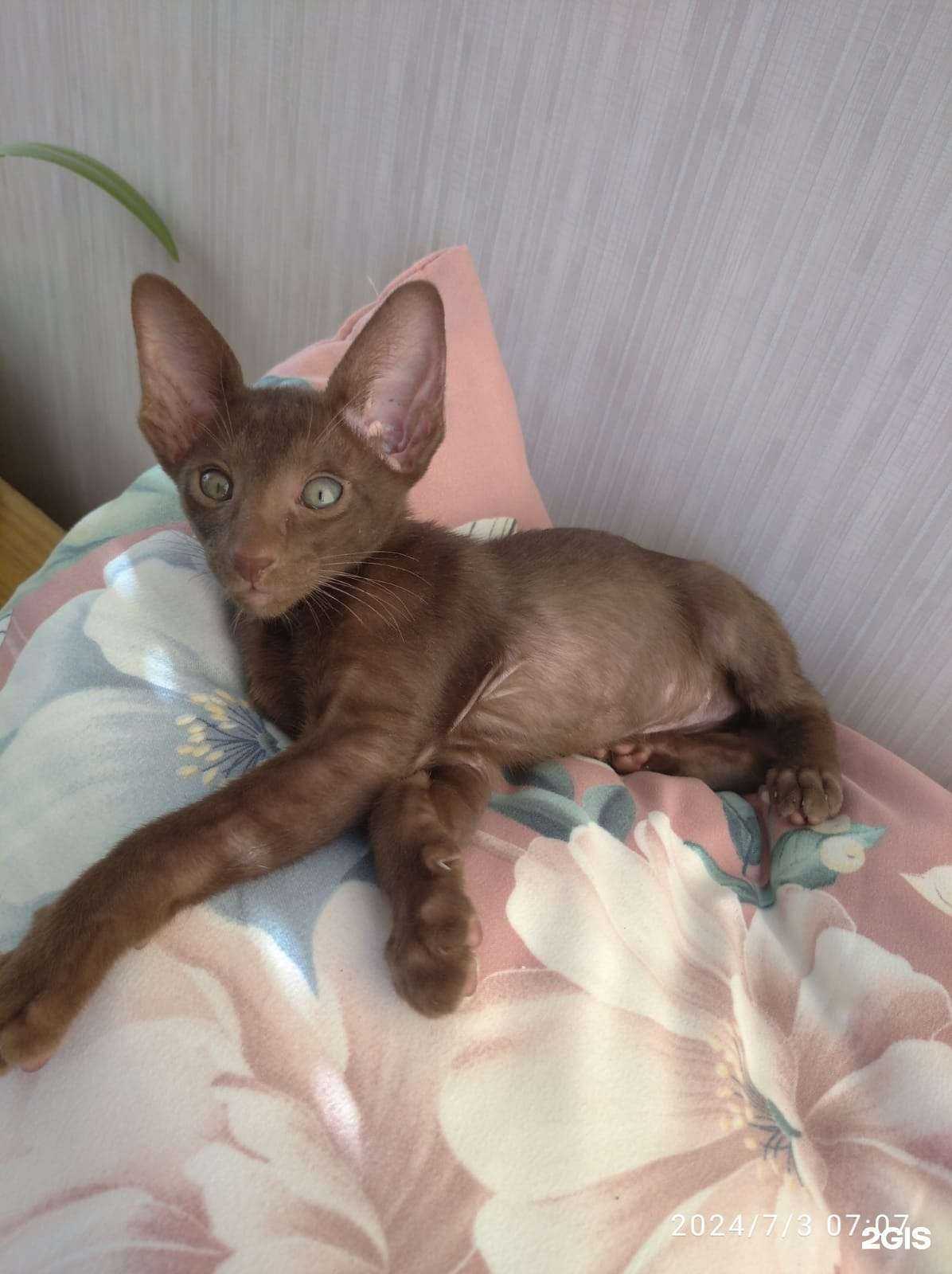 Отзывы на компанию ДомУшкинВет в Тамбове c фото