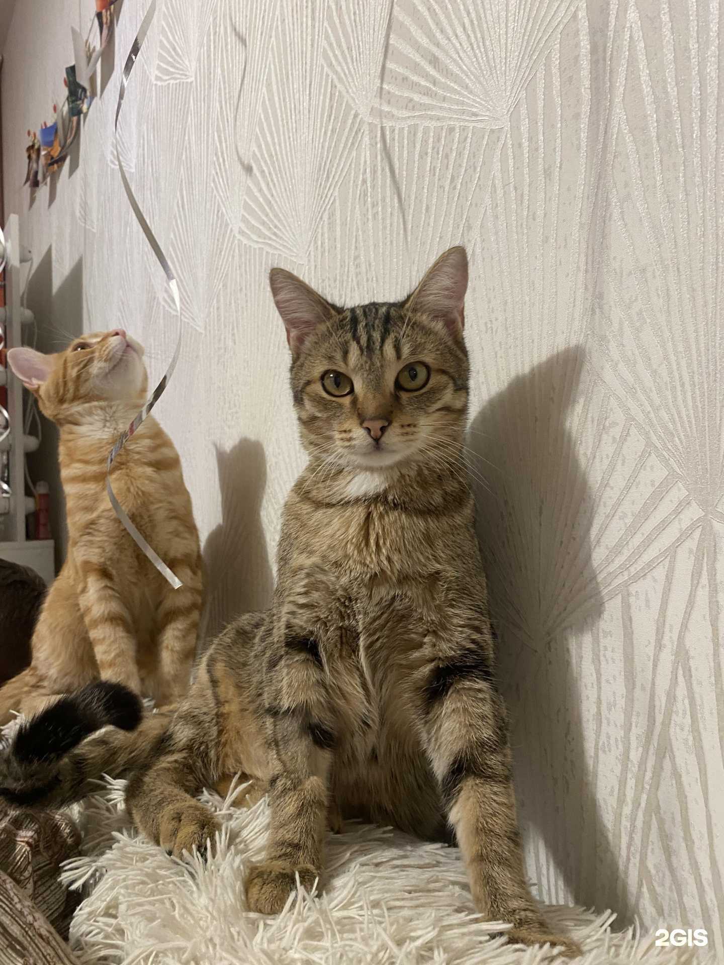 Отзывы на компанию Ирбис в Кемерове c фото